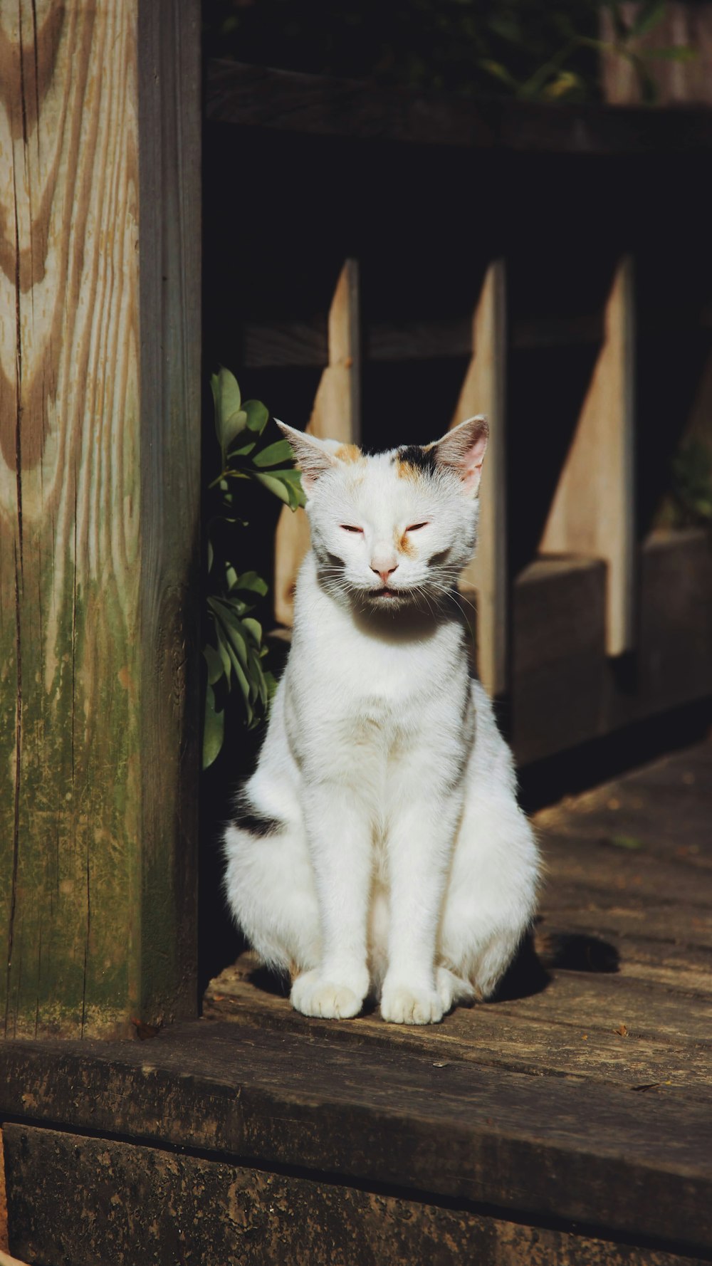 white and black cat on brown wooden fence