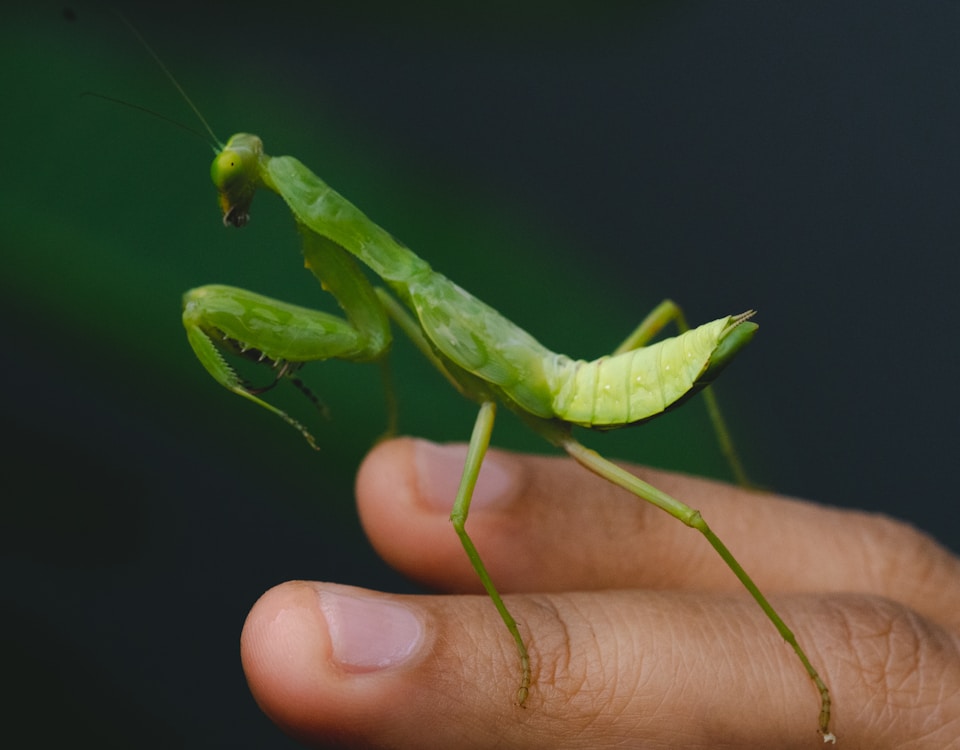 green praying mantis on persons hand