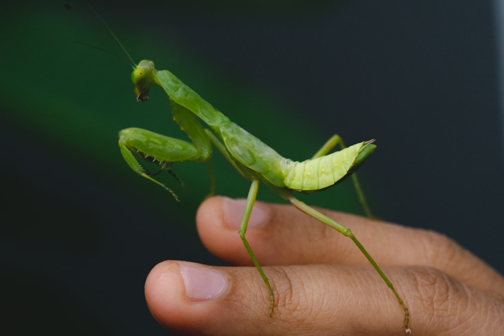 green praying mantis on persons hand