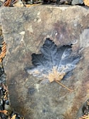 Fossilized leaf imprint with delicate veins visible in stone.