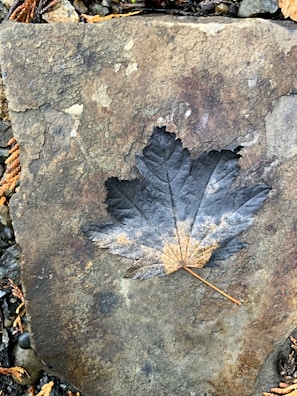 Fossilized leaf imprint with delicate veins visible in stone.
