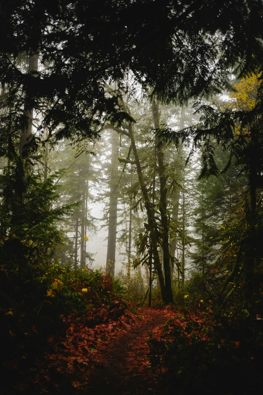 a path in the middle of a forest with lots of trees