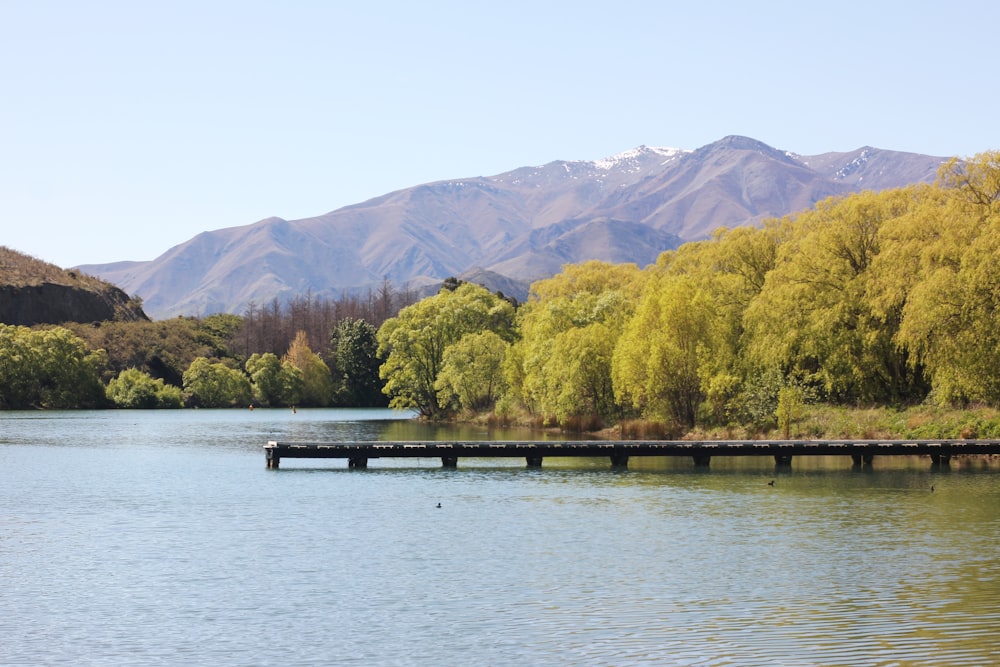 green trees on brown wooden dock during daytime