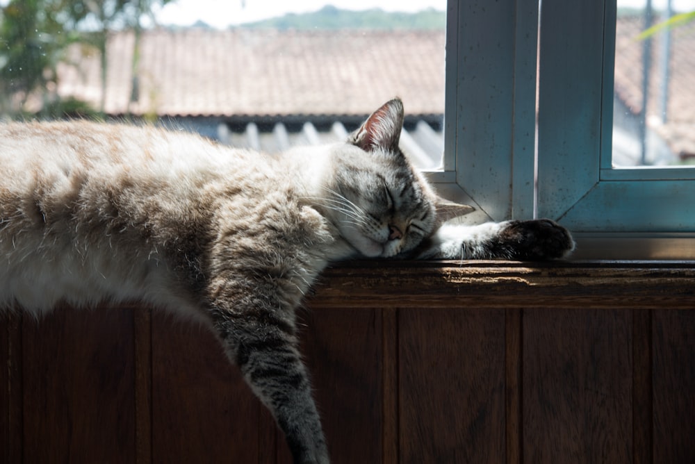 gato blanco y gris sobre mesa de madera marrón