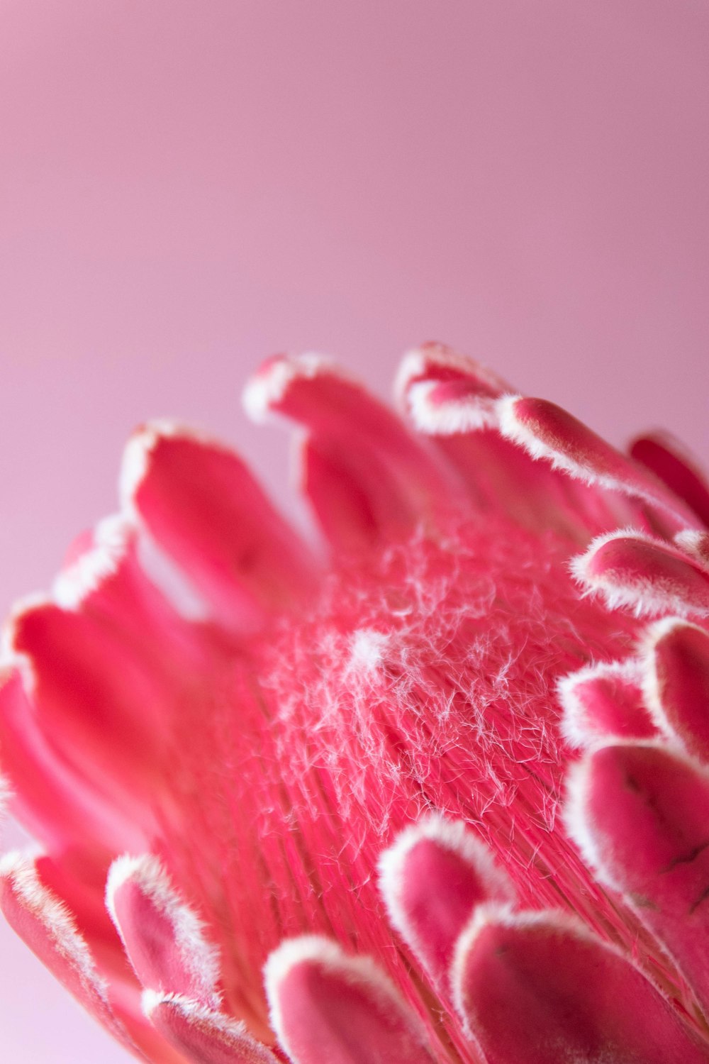 a close up of a pink flower on a pink background