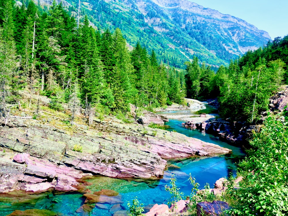 green trees near lake during daytime