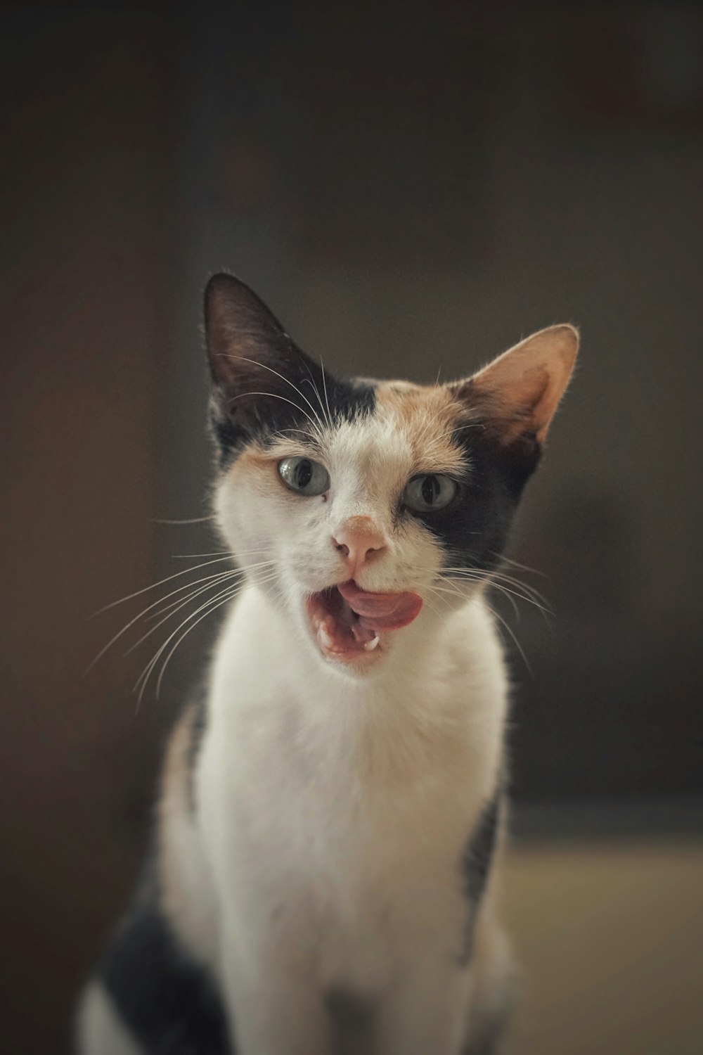 white and brown cat with brown eyes