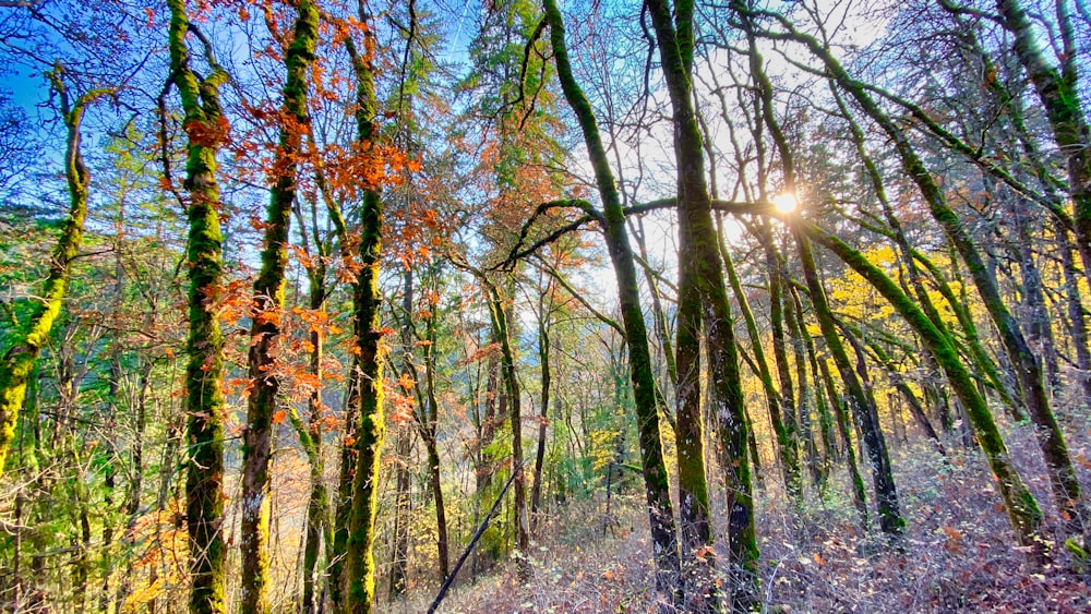 green and brown trees under blue sky during daytime