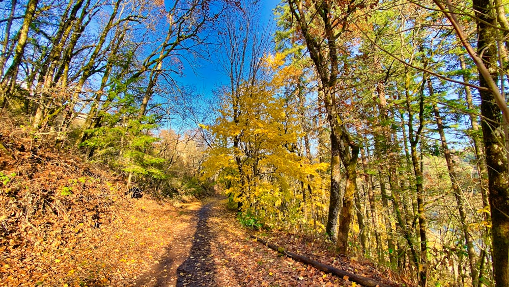 brown dirt road between green trees during daytime