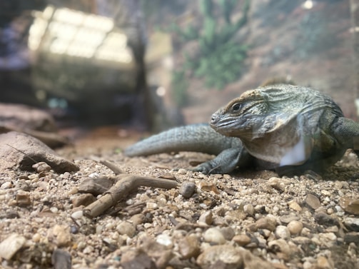 A lizard is positioned on a bed of small stones and sand, with a blurry natural background featuring green and brown hues.