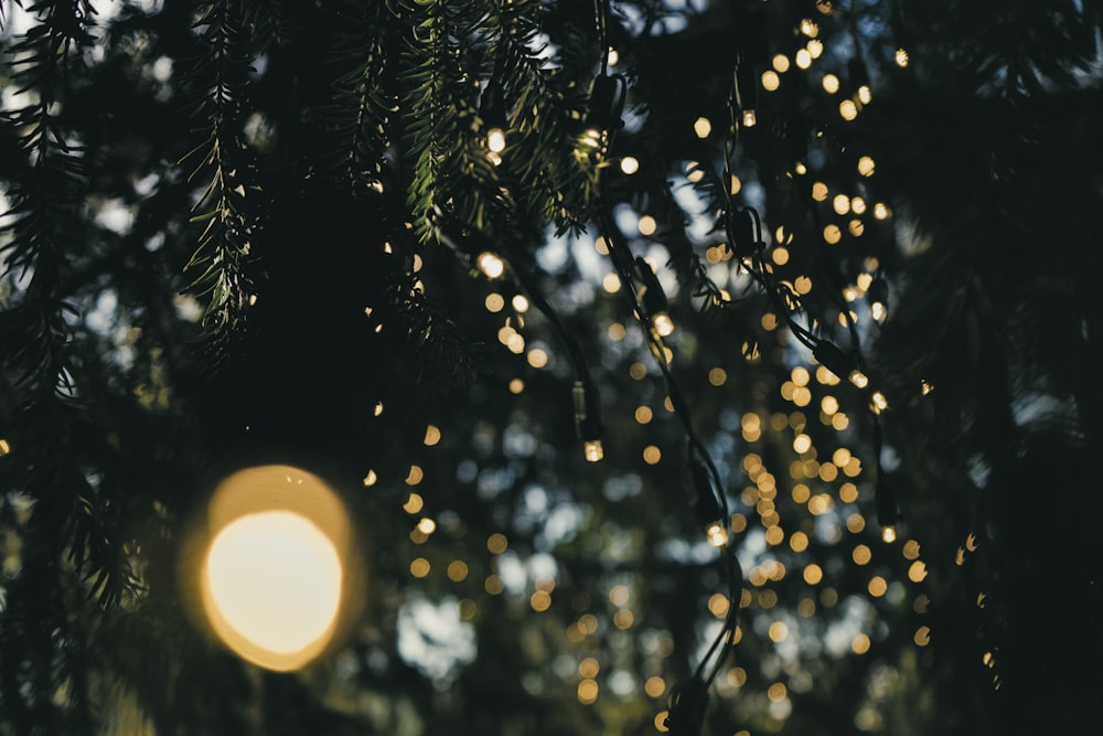 green tree with yellow light