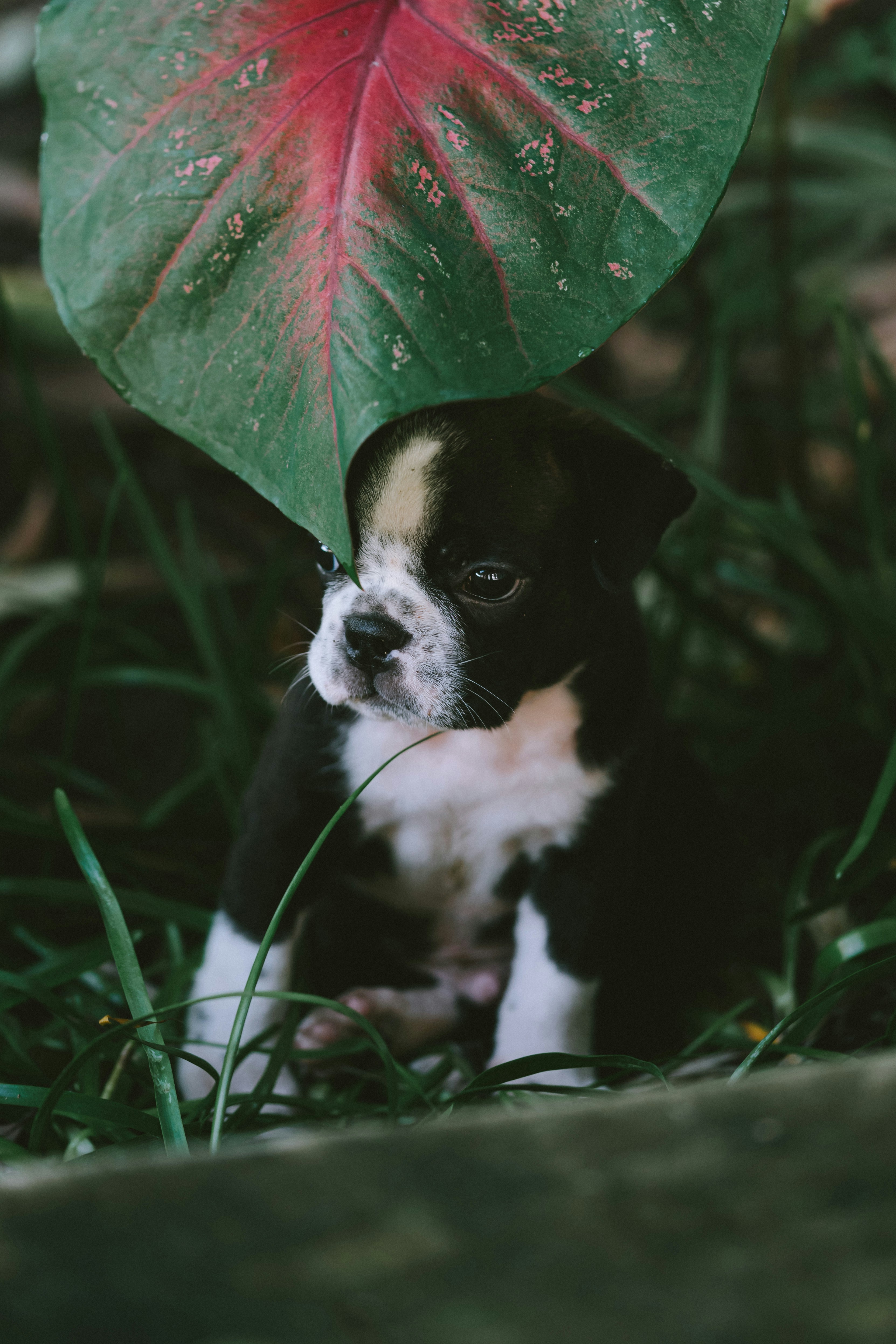 black and white short coated dog on green grass field