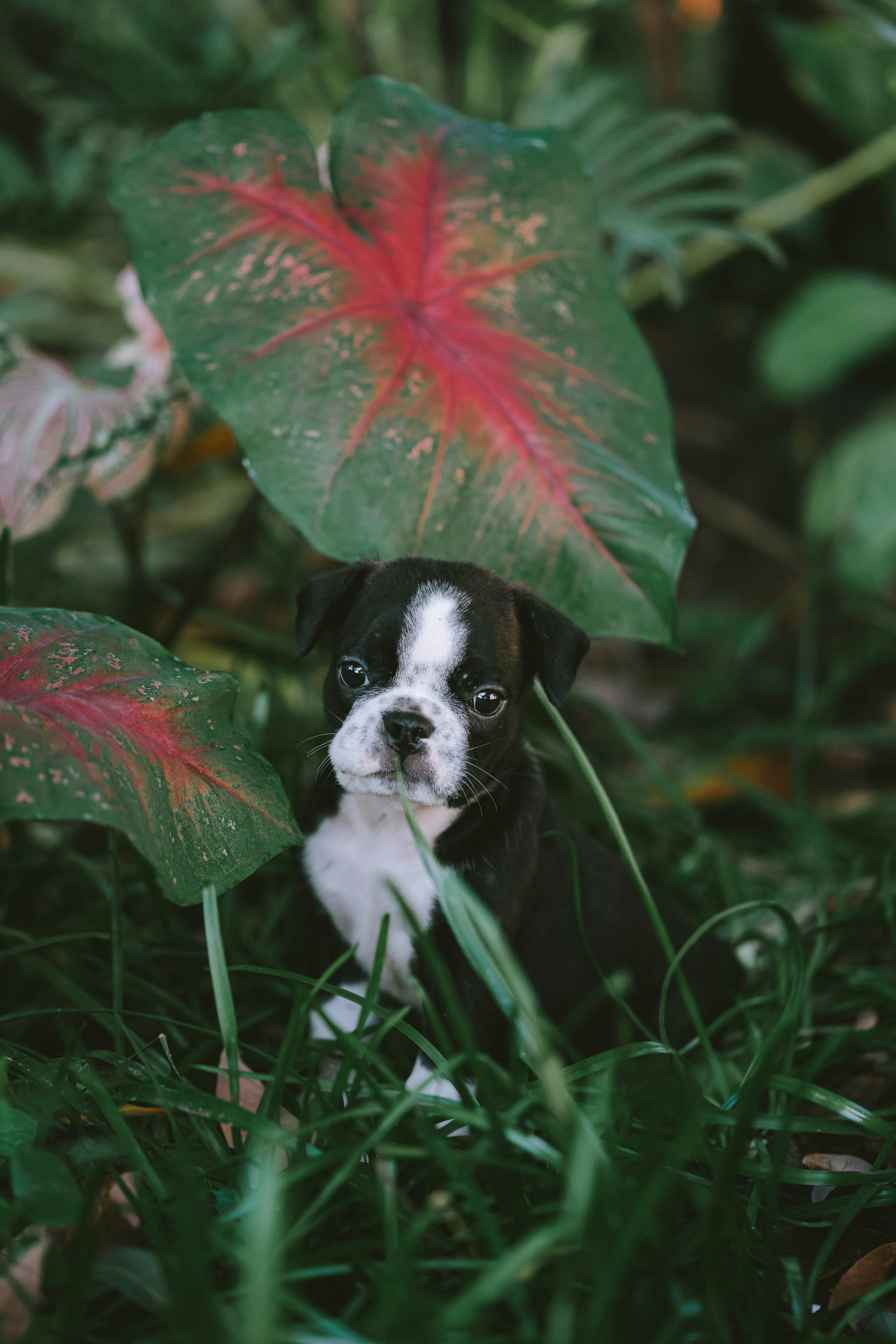 black and white short coated small dog on green grass field