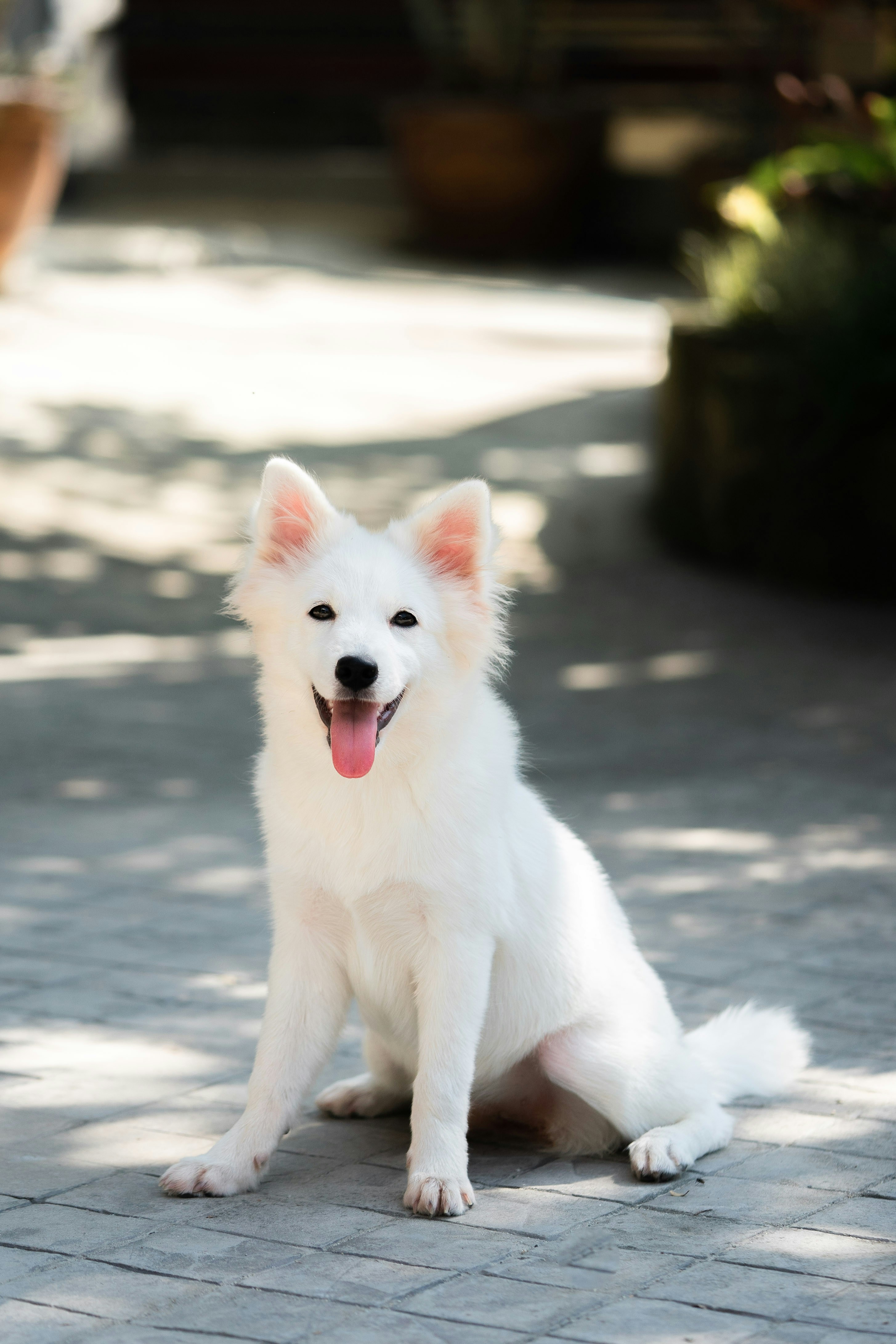 Japanese Spitz Pictures Download Free Images On Unsplash