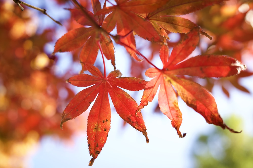 red and brown leaves on white background