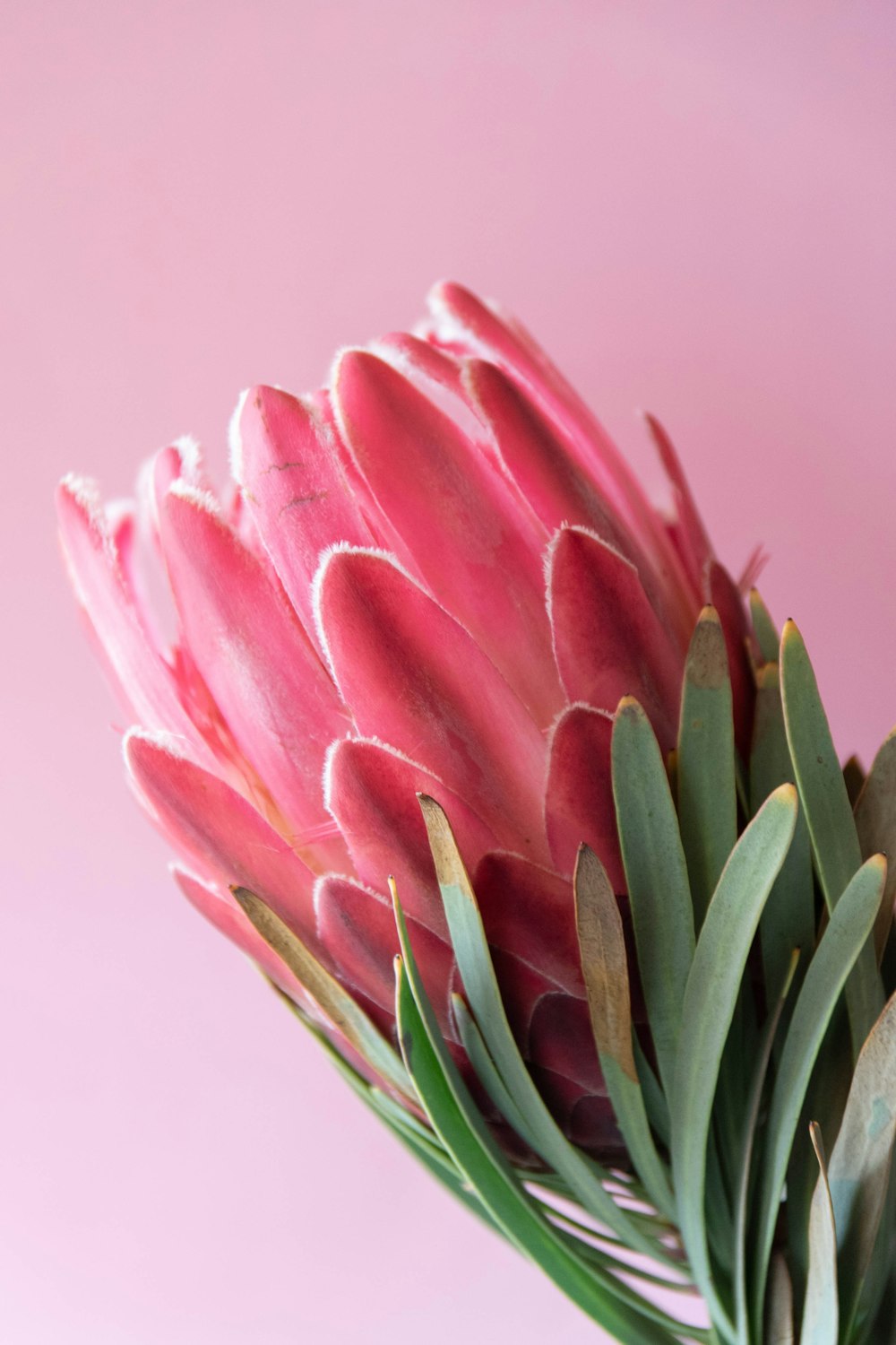 pink flower in macro shot