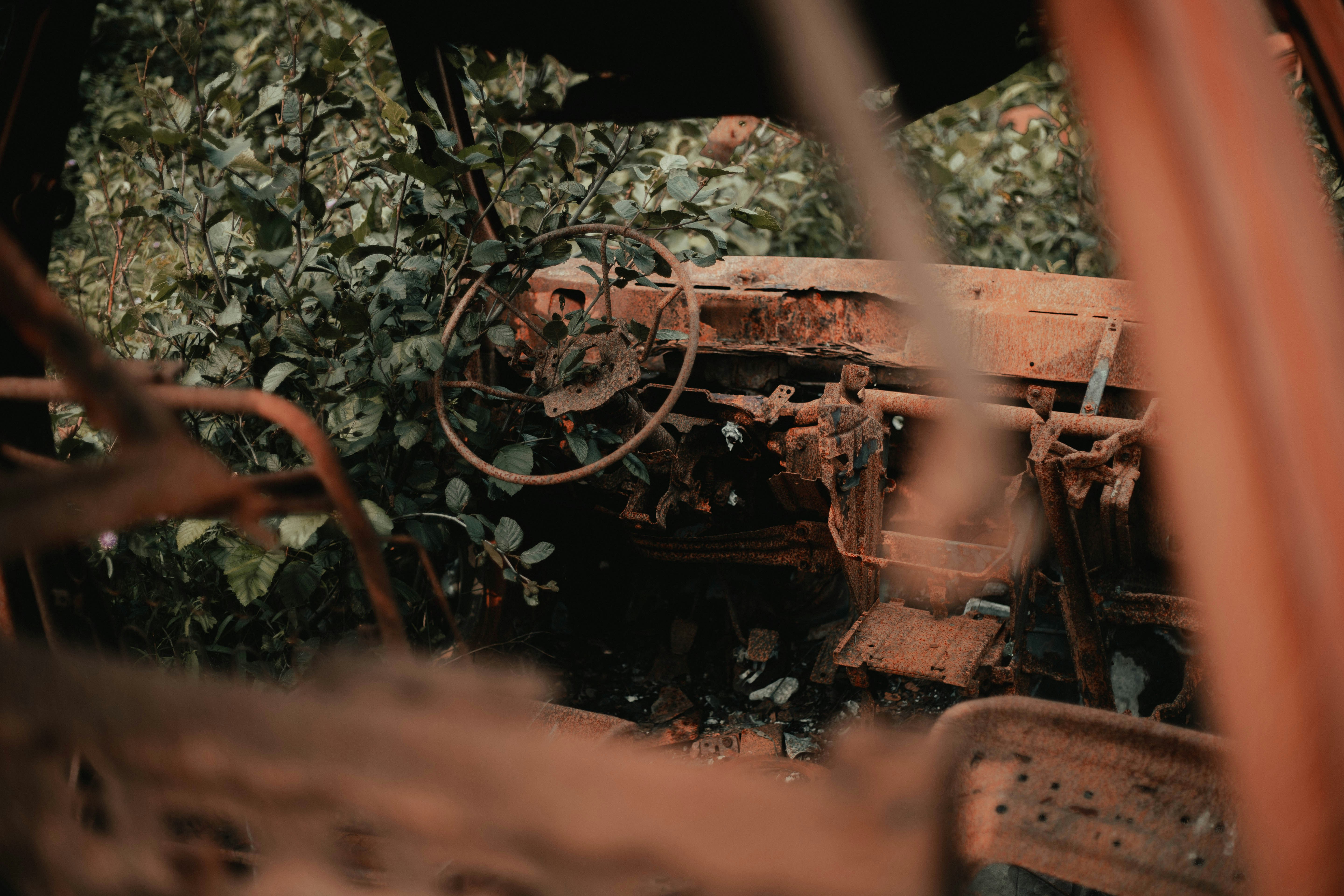 tanaman hijau di tanah coklat