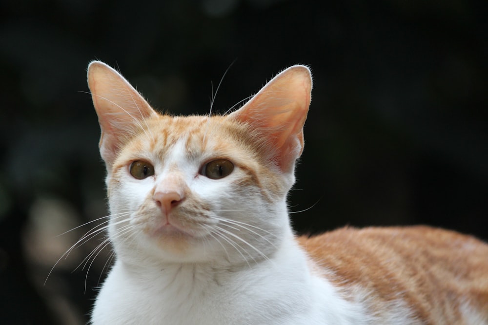 orange and white tabby cat