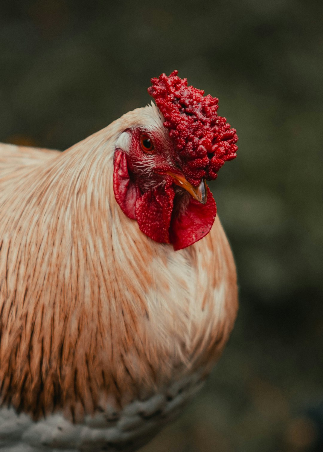 white chicken in close up photography