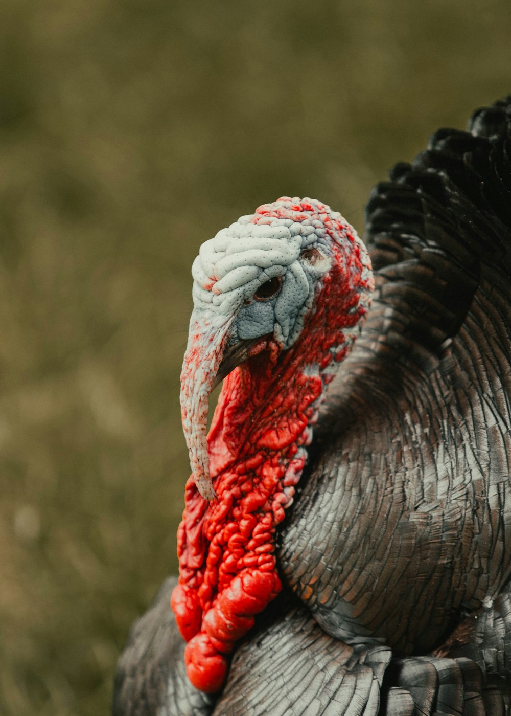 red and white turkey head