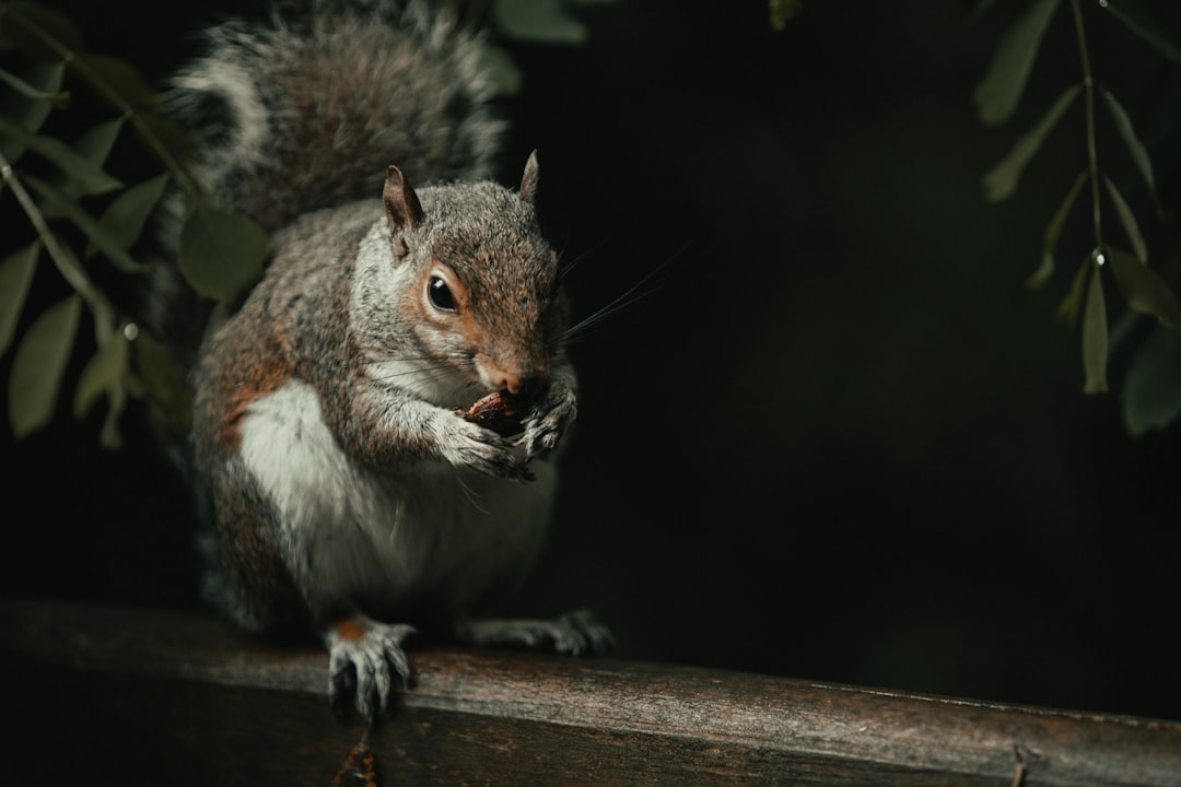 brown squirrel on brown wooden surface