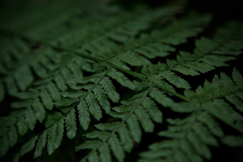 grayscale photo of fern plant