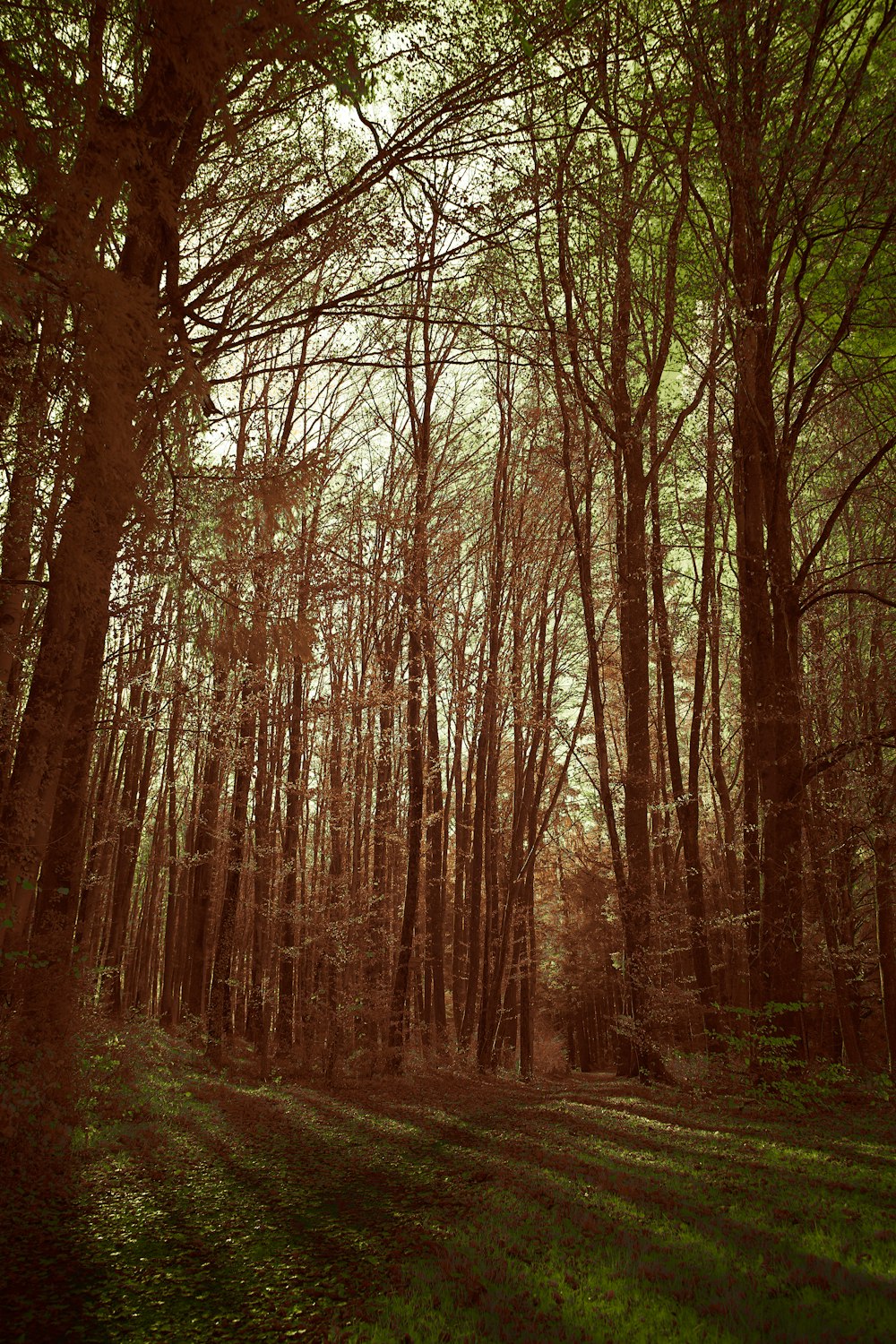 brown trees on brown field during daytime