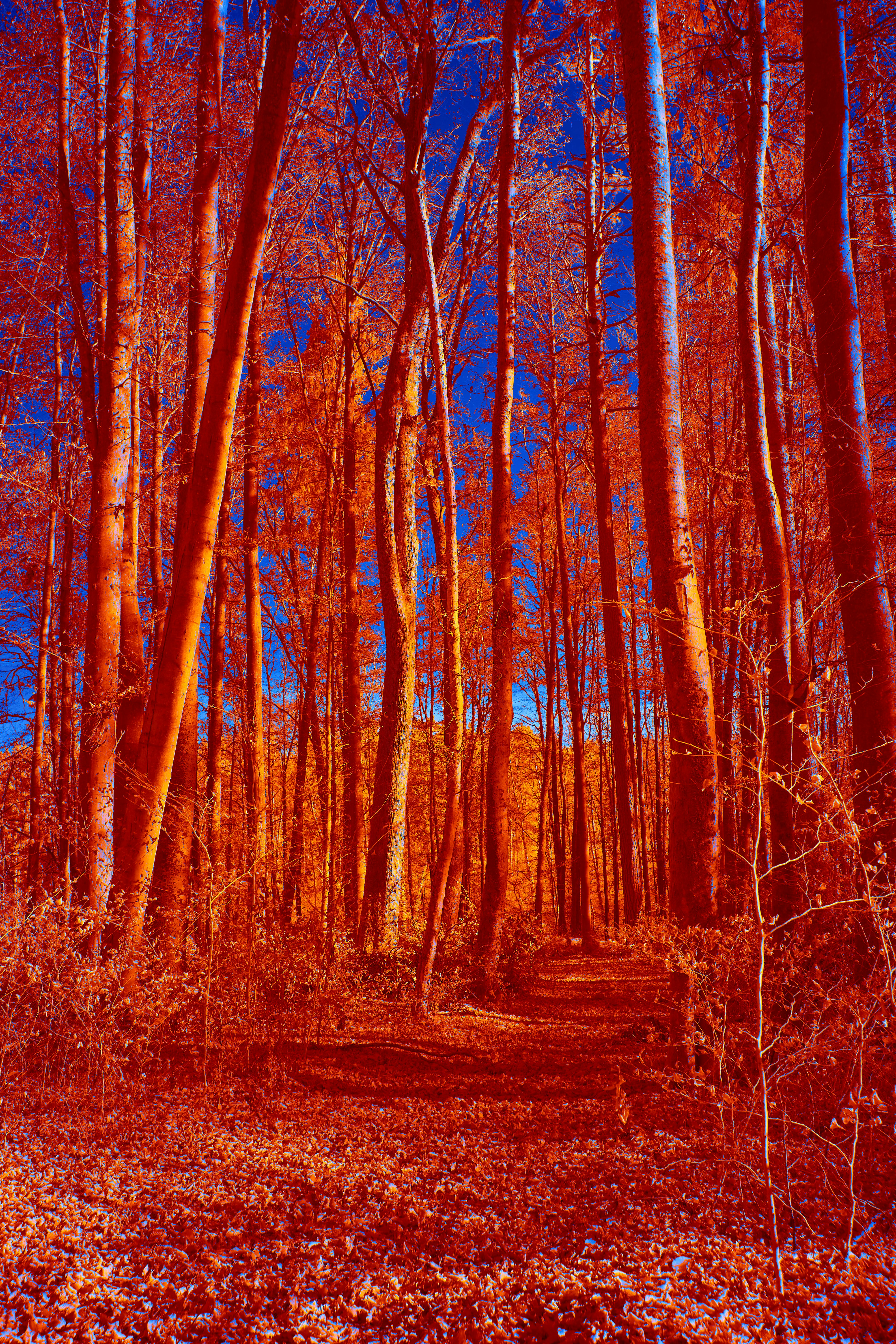 Photo by wolfgang_hasselmann