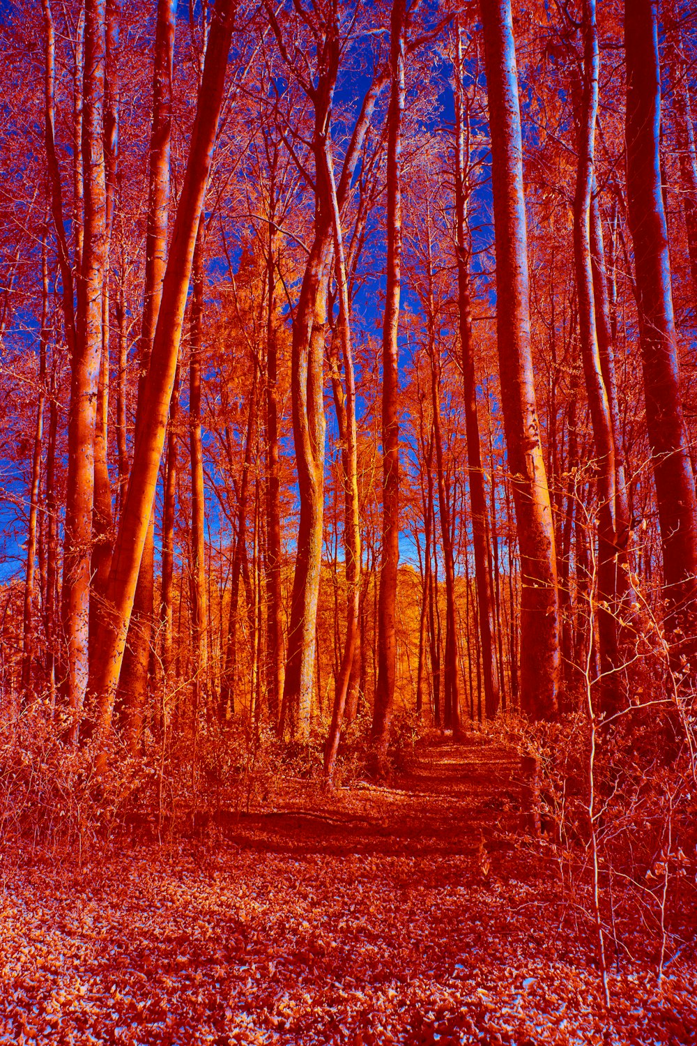 brown trees on brown field during daytime