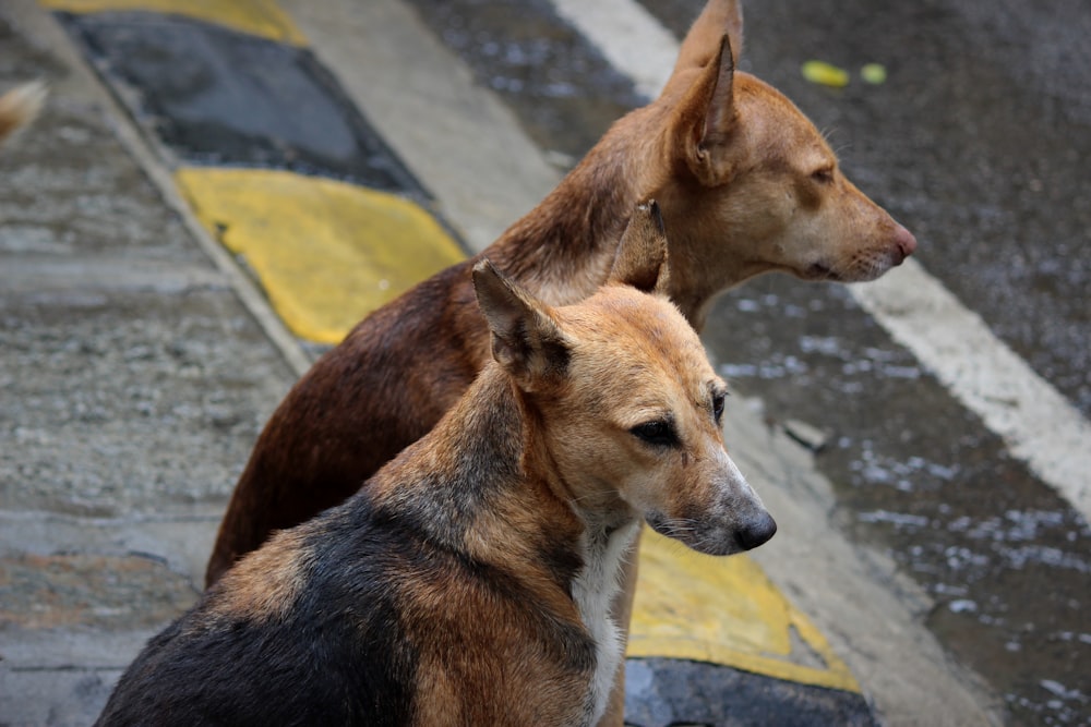 brown and white short coated dog