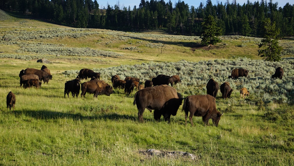 Vacas marrones y negras en un campo de hierba verde durante el día