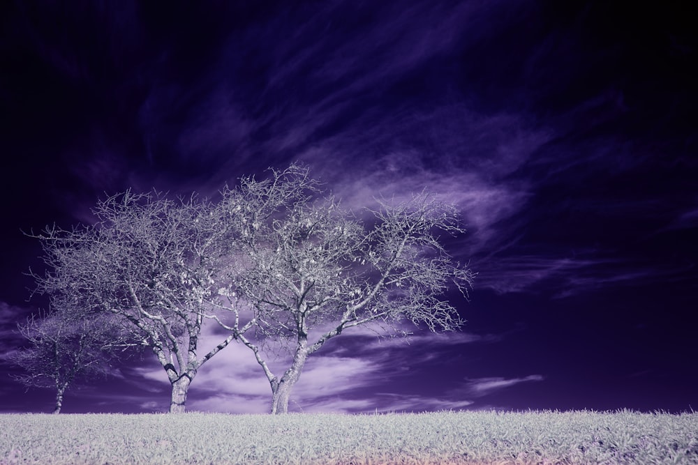 leafless tree on green grass field under white clouds