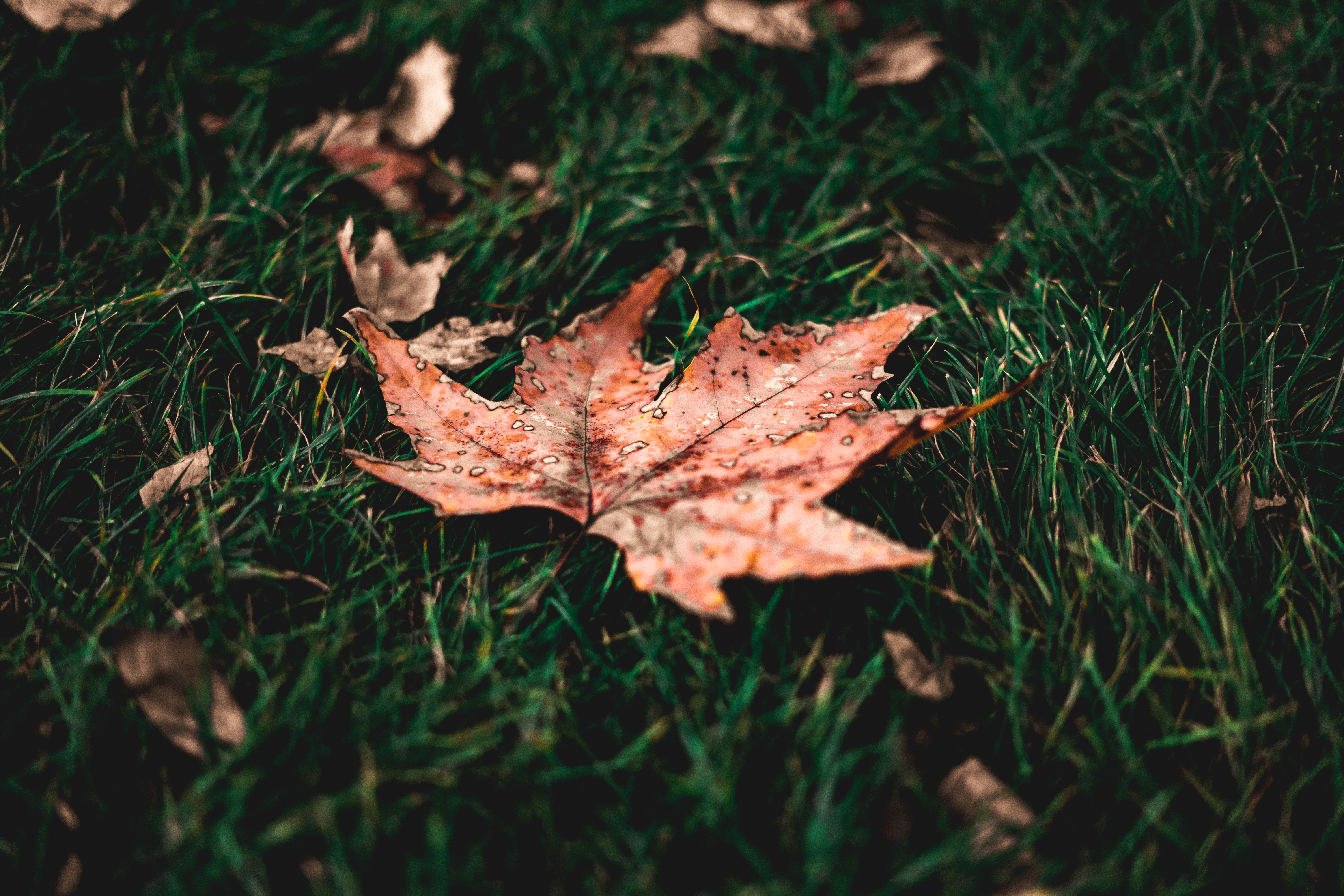 Photo by mohammaddadkhah