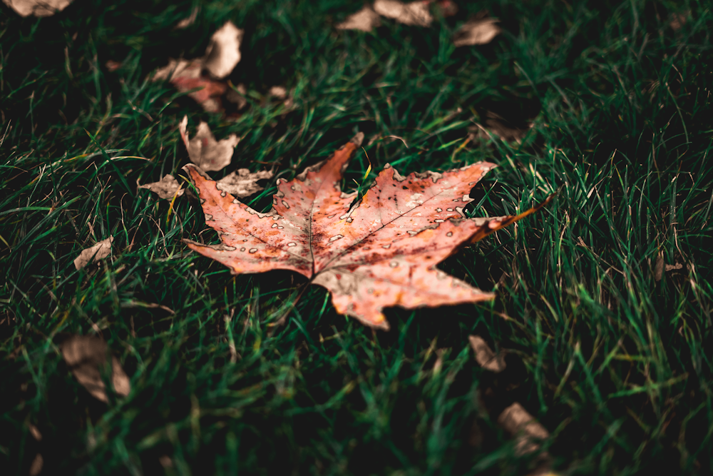 brown maple leaf on green grass