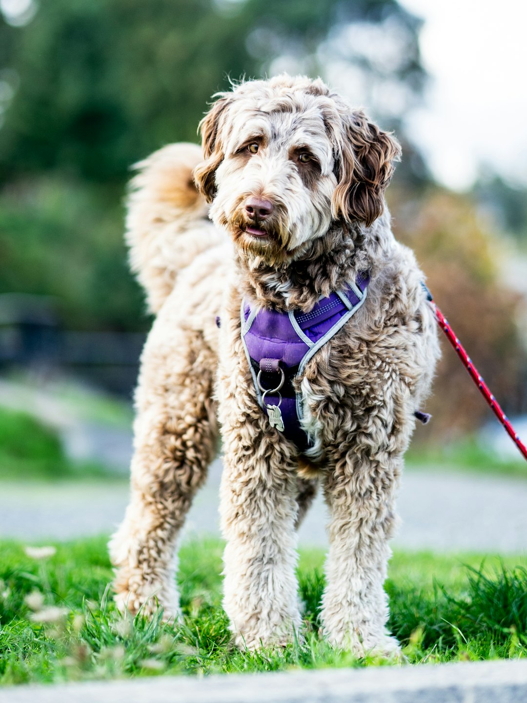 brown long coated dog with purple leash on green grass field during daytime