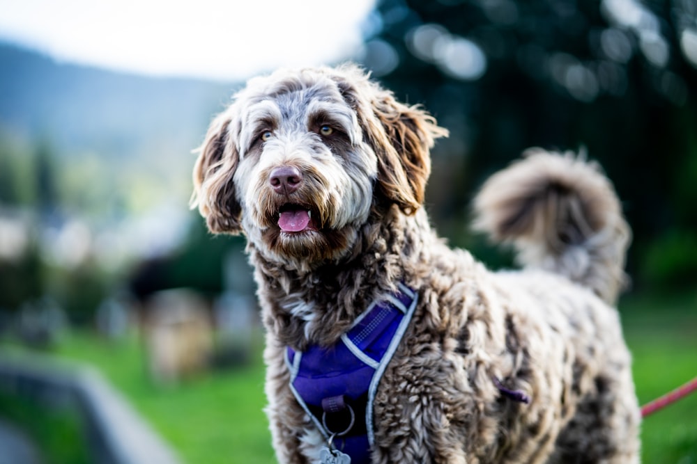 a brown dog with a blue harness on