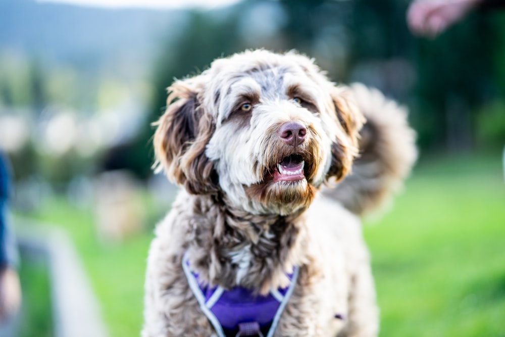 brown and white long coated small dog with purple collar