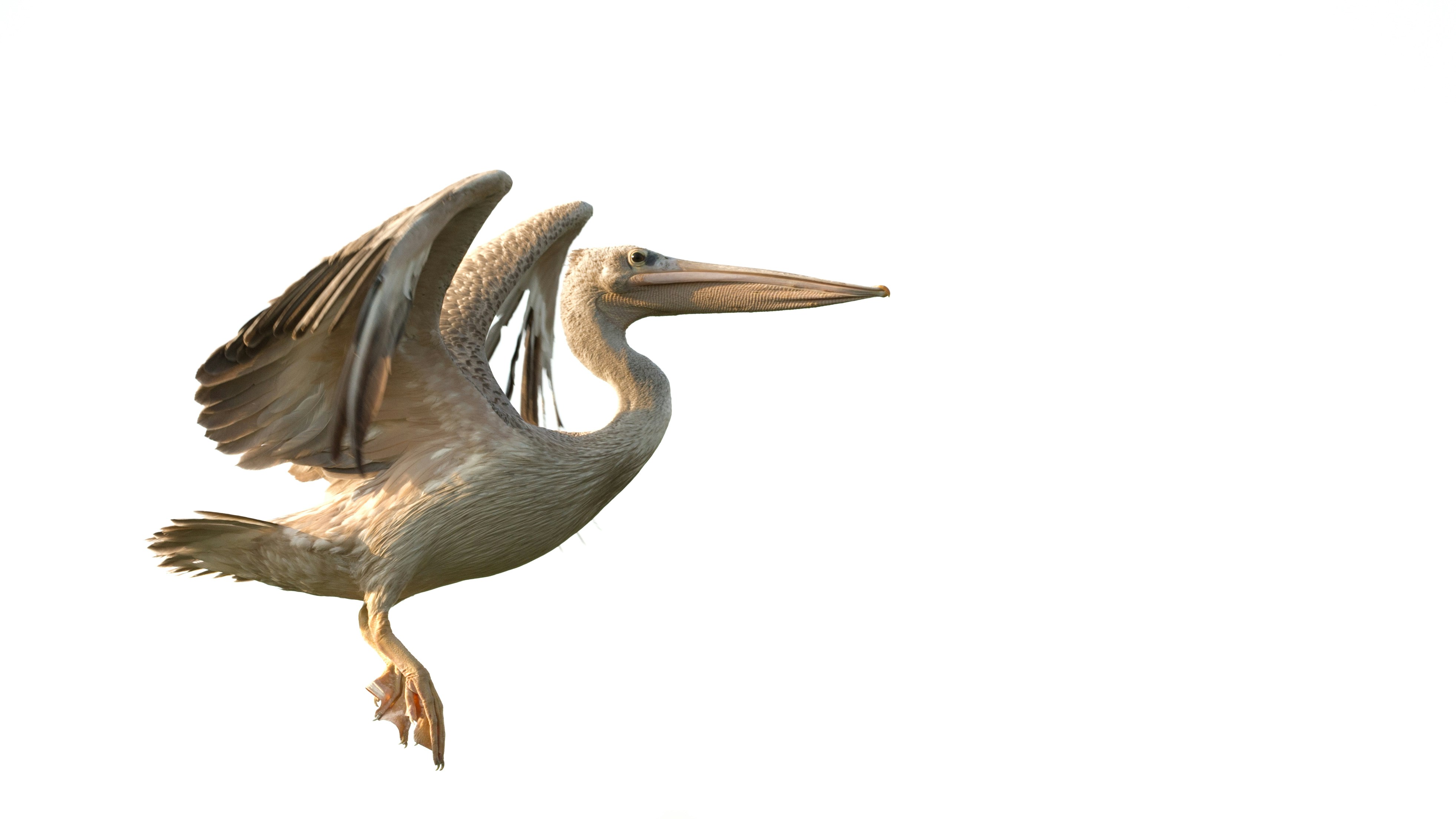 A Colossal Discovery in Patagonia (image credits: unsplash)