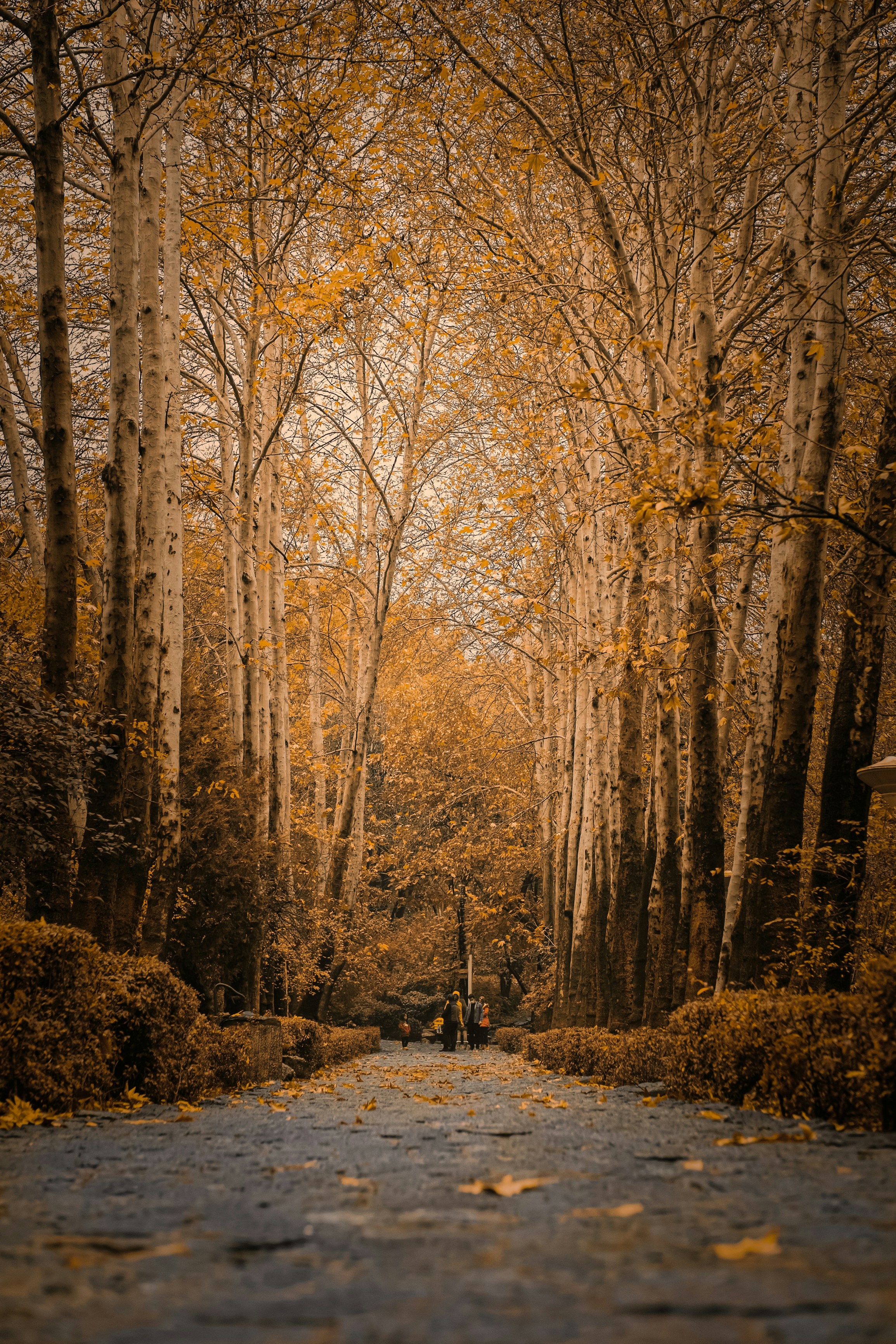 brown trees on brown field during daytime