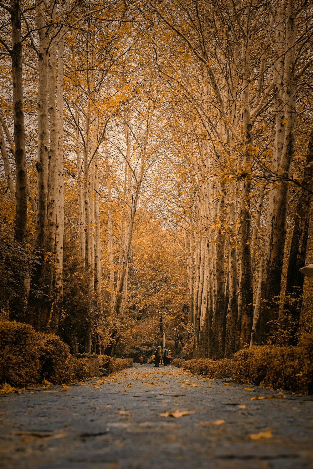 brown trees on brown field during daytime