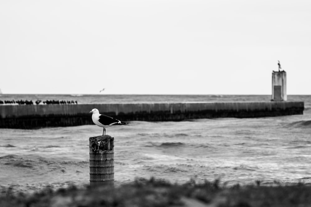 grayscale photo of bird on wooden post