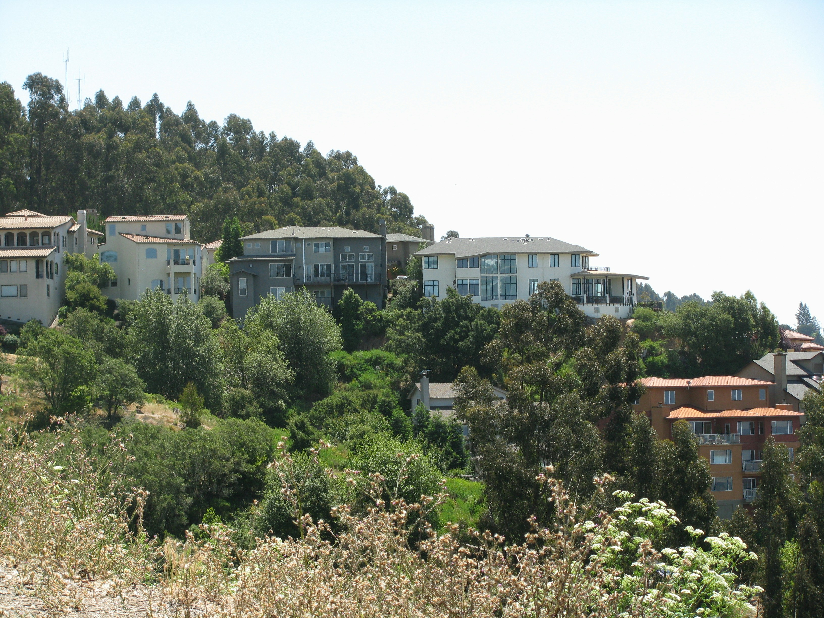 Bay Area, California, homes on a hillside surrounded by shrubs and eucalyptus