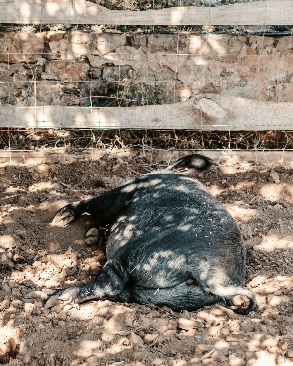 black and brown animal on brown soil