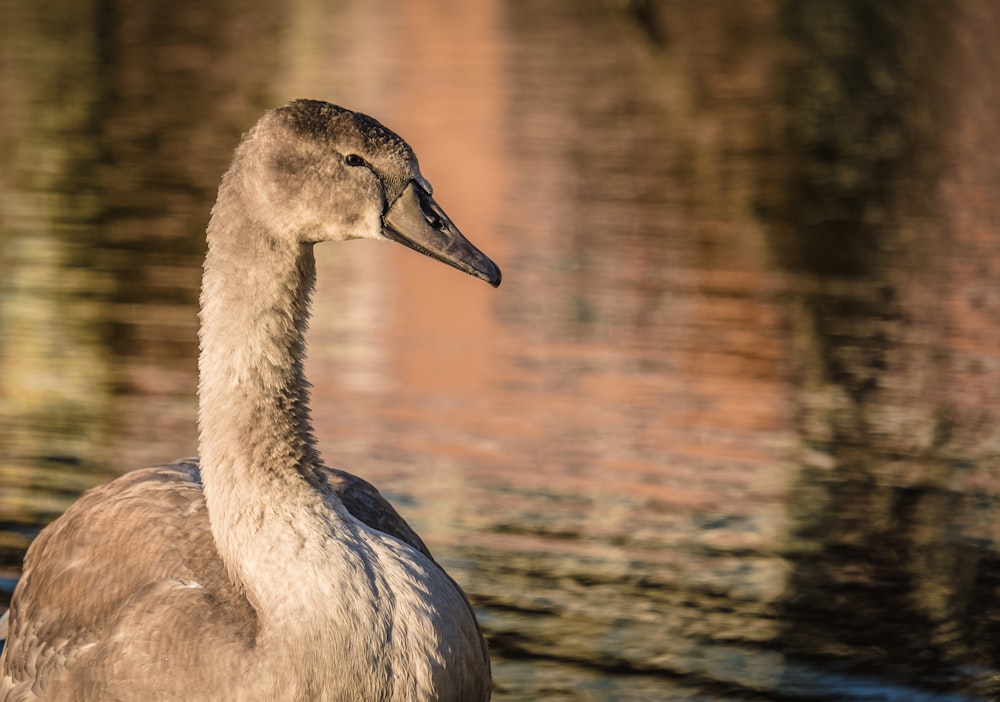 white duck on water during daytime