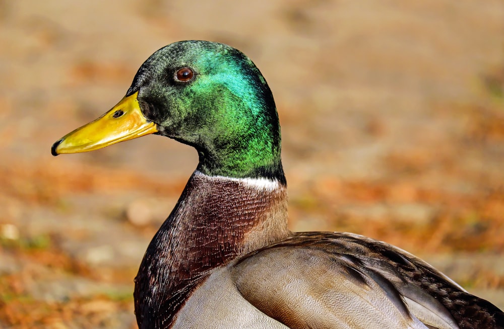 brown and green mallard duck