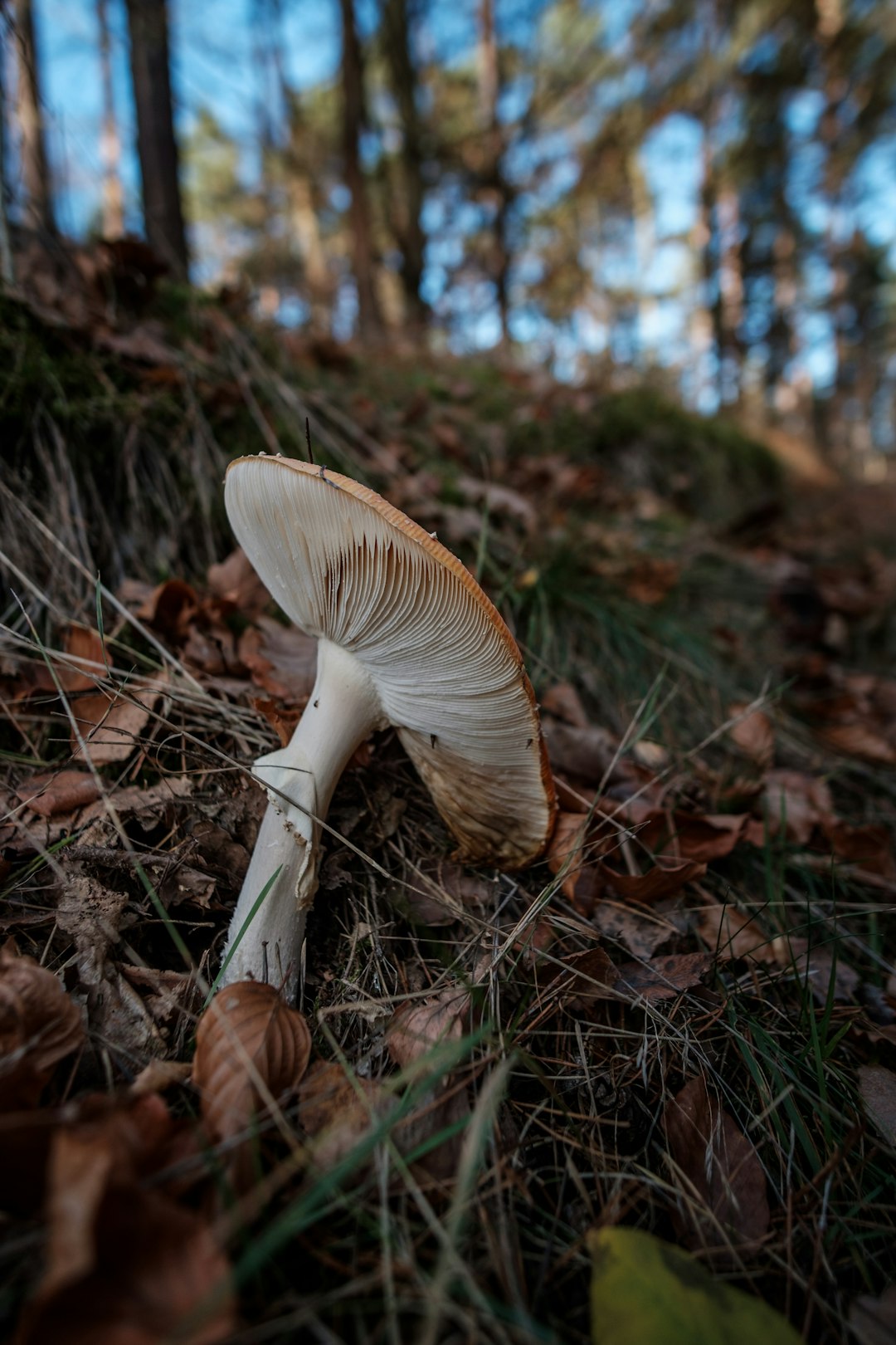 white and brown mushroom on brown dried leaves