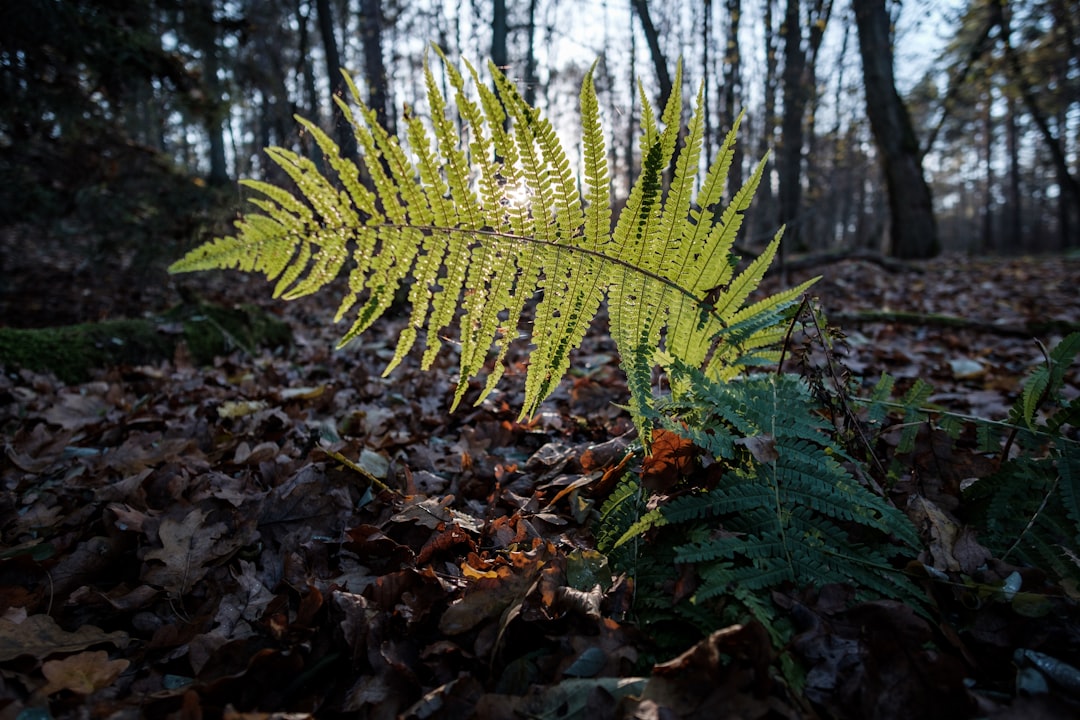 green fern plant on ground