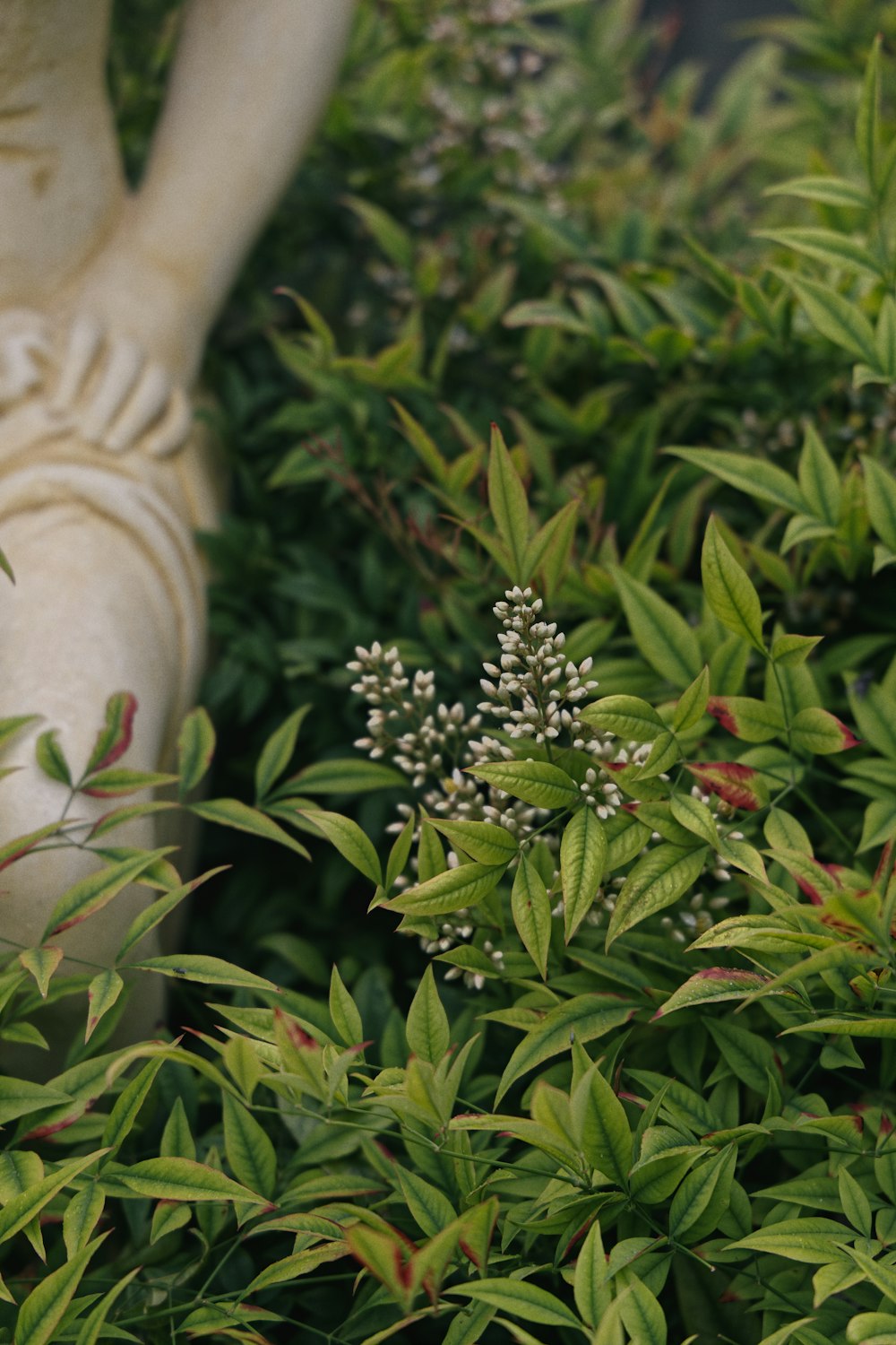 green plant with red flowers