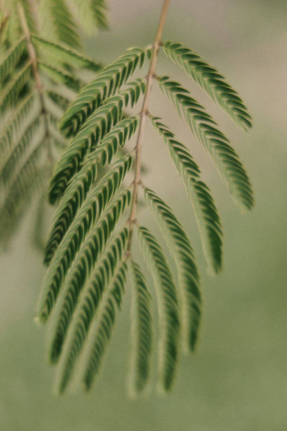 green leaf plant in close up photography