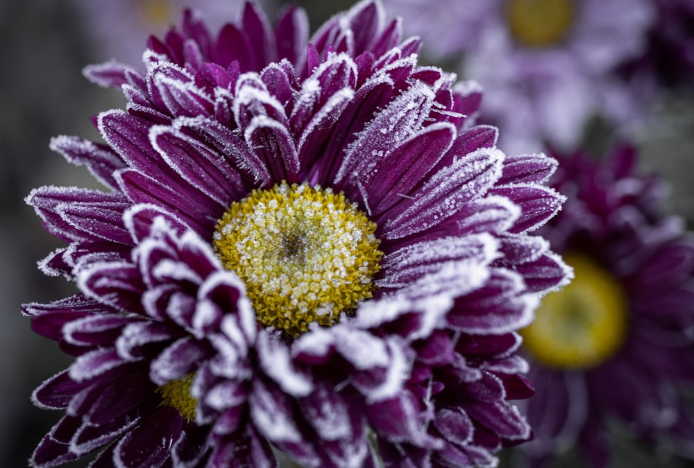 purple and white flower in macro shot